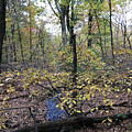 Autumn Stream