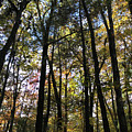 Sky Through The Trees