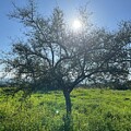 Tree Of Life
